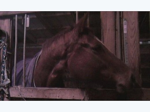 Loving 9 Y/O Appendix Mare