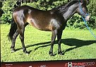 Mustang - Horse for Sale in Carnesville, GA 30521 Mustang - Horse for Sale in Carnesville, GA 30521