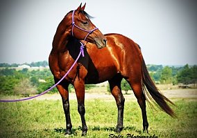 Outstanding 2D Mare!! Quarter Horse Mare