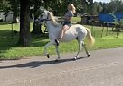 Dixie - Mare in Philadelphia, TN Dixie - Mare in Philadelphia, TN