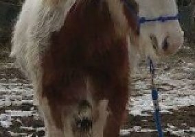 Gypsy Vanner (Gypsy Vanner, Stallion) in Beloit, WI