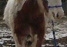 Gypsy Vanner - Horse for Sale in Beloit, WI 53511