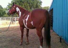 Pretty Paint Trail Riders Dream! Paint Gelding