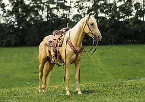 Tennessee Walking (Tennessee Walking, Gelding) in Cynthiana, KY