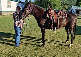 Missouri Fox Trotter (Missouri Fox Trotter, Mare) in Klamath Falls, OR
