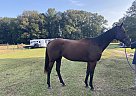 Thoroughbred - Horse for Sale in Phenix City, AL 36870 Thoroughbred - Horse for Sale in Phenix City, AL 36870