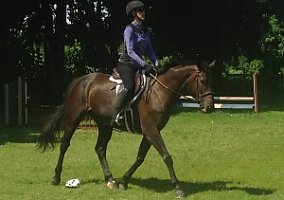 Vandela Holsteiner Mare