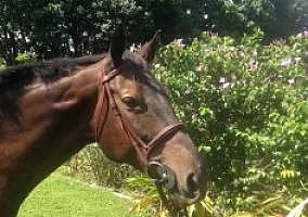 Vandela (Warmblood, Mare) in Sw Ranches, FL