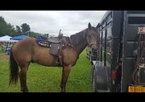 Quarter Horse (Quarter Horse, Stallion) in Mount Vision, NY