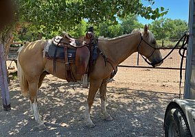 Quarter Horse (Quarter Horse, Gelding) in Corrales, NM