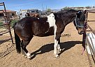 Beautiful Mare Patches