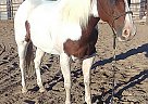 Heel Horse Gelding Billamy