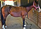 All Around Pony Mocha