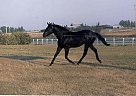 Blackberry Boots Appendix Stallion