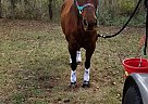 Reba - Mare in Woodbine, GA Reba - Mare in Woodbine, GA