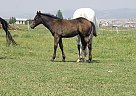 Quarter Horse - Horse for Sale in Kamas, UT 84036