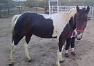 Paint - Horse for Sale in Kingman, AZ 86401