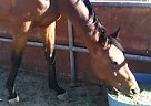 Thoroughbred - Horse for Sale in Palmdale, CA 93550 Thoroughbred - Horse for Sale in Palmdale, CA 93550