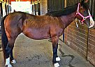 Pony - Horse for Sale in Columbus, OH 43230