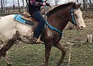 Appaloosa - Horse for Sale in Rockton, IL 61072 Appaloosa - Horse for Sale in Rockton, IL 61072
