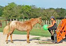 Pony - Horse for Sale in New Summerfield, TX 75780 Pony - Horse for Sale in New Summerfield, TX 75780