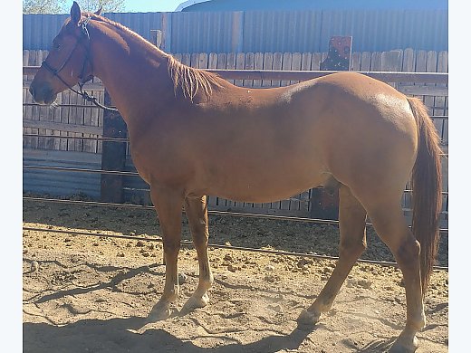 AQHA Gelding