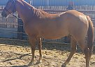 Quarter Horse - Horse for Sale in Albuquerque, NM 87105