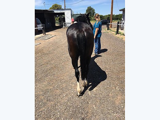 Beautiful Mare