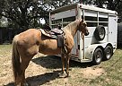 Quarter Horse - Horse for Sale in Cuero, TX 77954