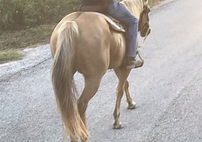 Quarter Horse (Quarter Horse, Mare) in Cuero, TX