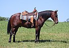 Friesian - Horse for Sale in Jamestown, KY 40501 Friesian - Horse for Sale in Jamestown, KY 40501