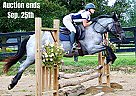 Warmblood - Horse for Sale in Highland, MI 40501 Warmblood - Horse for Sale in Highland, MI 40501
