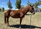 Diamond - Mare in Hartford, SD Diamond - Mare in Hartford, SD