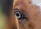 Other - Horse for Sale in Жодино, 222160 Other - Horse for Sale in Жодино, 222160