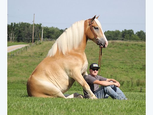 Draftcross Trick Horse!!!