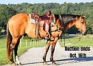 Quarter Horse - Horse for Sale in Greenville, KY 40501