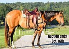 Quarter Horse - Horse for Sale in Greenville, KY 40501 Quarter Horse - Horse for Sale in Greenville, KY 40501