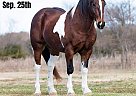 Quarter Horse - Horse for Sale in Ravenna, TX 40501 Quarter Horse - Horse for Sale in Ravenna, TX 40501