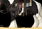Gypsy Vanner - Horse for Sale in Hazelton, IA 40501