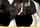 Gypsy Vanner - Horse for Sale in Hazelton, IA 40501 Gypsy Vanner - Horse for Sale in Hazelton, IA 40501