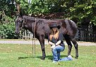 Mule - Horse for Sale in Mount Vernon, KY 40456