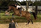 Arabian - Horse for Sale in Slaughter, LA 70775 Arabian - Horse for Sale in Slaughter, LA 70775