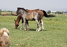 Crossbred Pony - Horse for Sale in Kamas, UT 84036