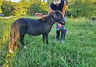 Miniature - Horse for Sale in Barnett, MO 65011 Miniature - Horse for Sale in Barnett, MO 65011