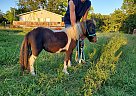 Miniature - Horse for Sale in Barnett, MO 65011 Miniature - Horse for Sale in Barnett, MO 65011