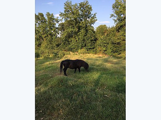 Miniature Male Horse