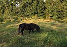 Miniature - Horse for Sale in Hot Springs, AR 71913