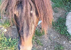 Miniature Horse (Miniature Horse, Stallion) in Hot Springs, AR