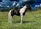 Missouri Fox Trotter - Horse for Sale in Strunk, KY 42649 Missouri Fox Trotter - Horse for Sale in Strunk, KY 42649