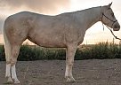 - Mare in Fort Lupton, CO - Mare in Fort Lupton, CO